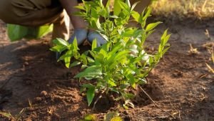 person-planting-tree-countryside_23-2149401202